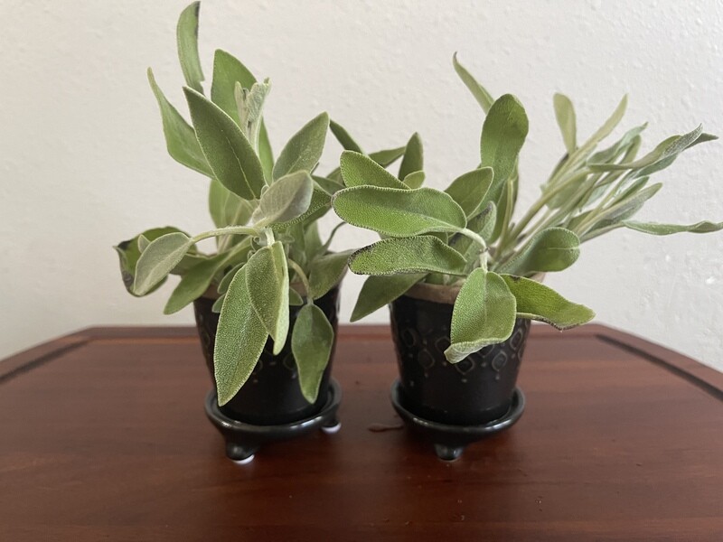 Sage
