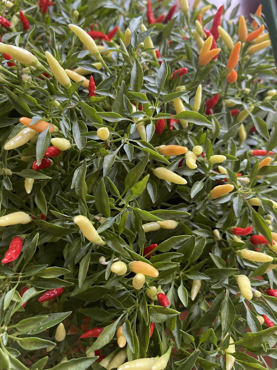 Chili Pepper Sauce