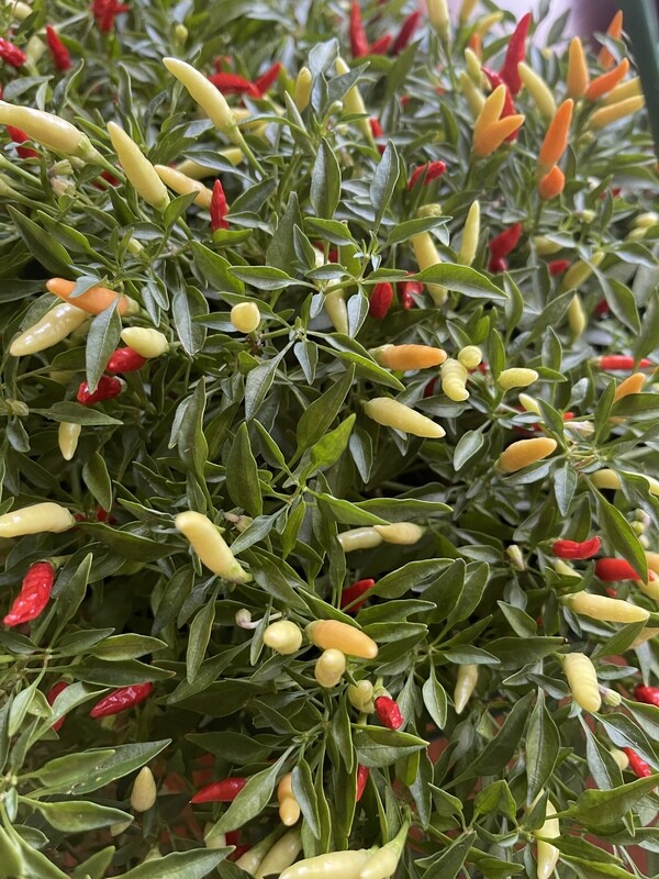 Chili Pepper Sauce