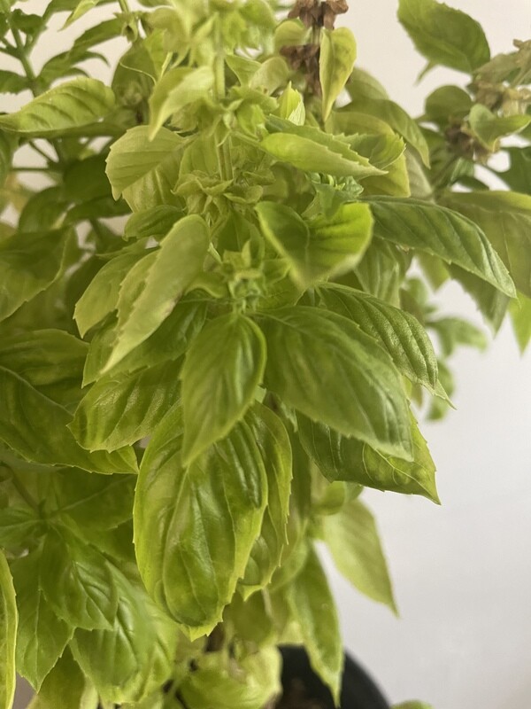Basil