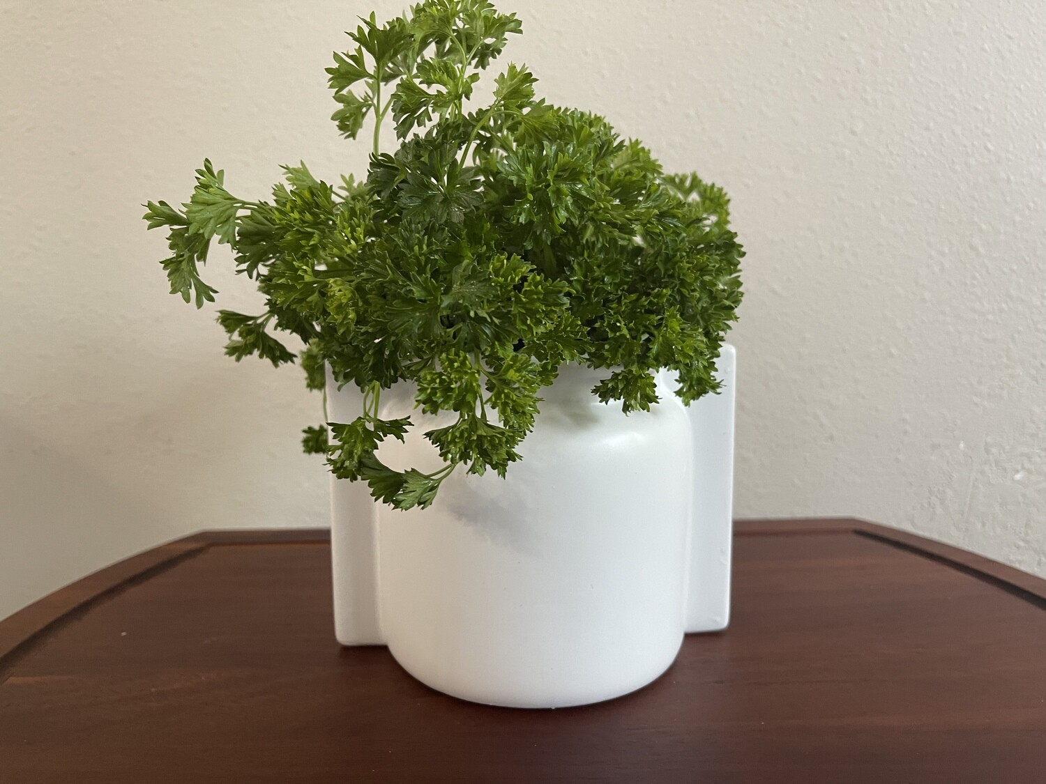 Curly Parsley