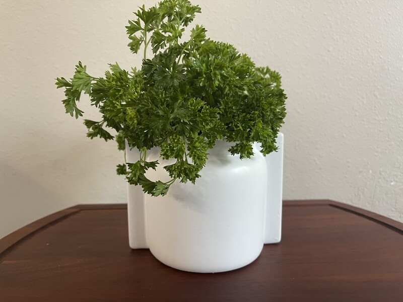 Curly Parsley
