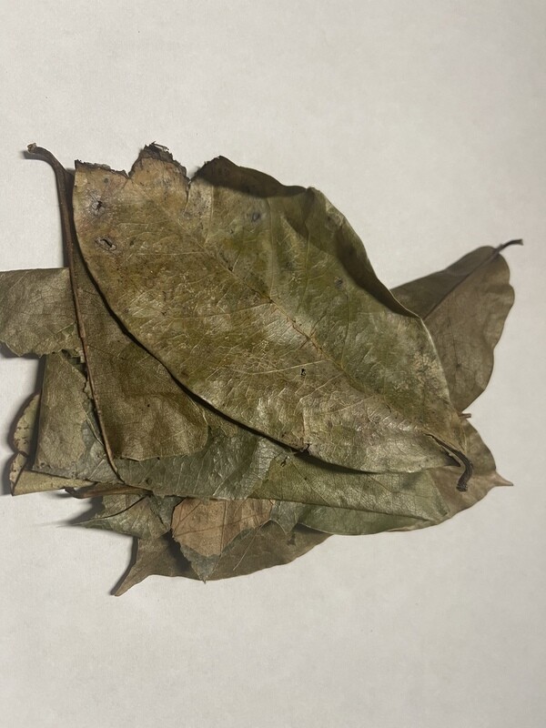 Soursop Leaf Tea