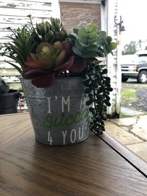 Succulent Plant