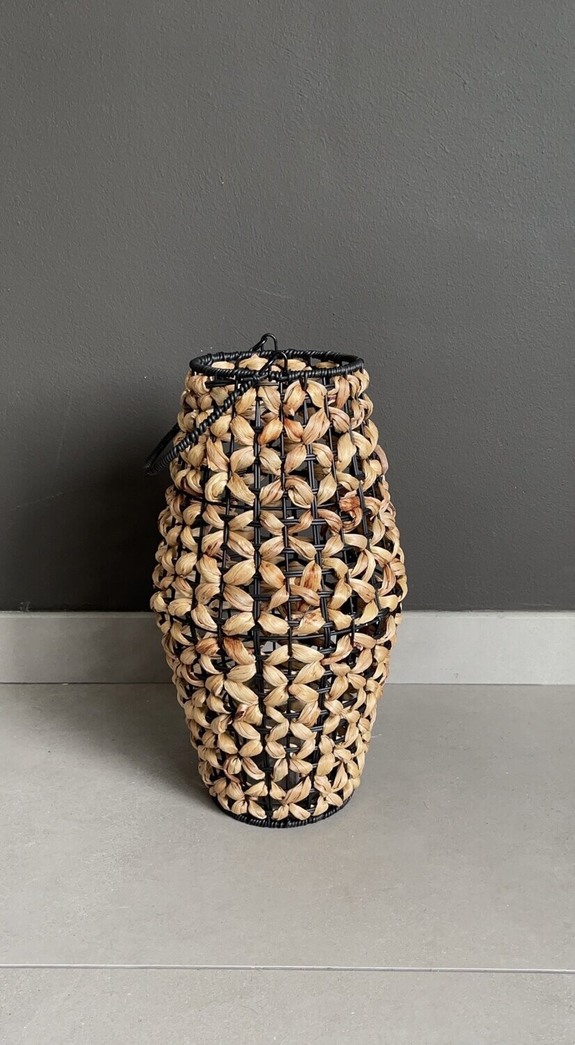 Lantaarn Hyacinth