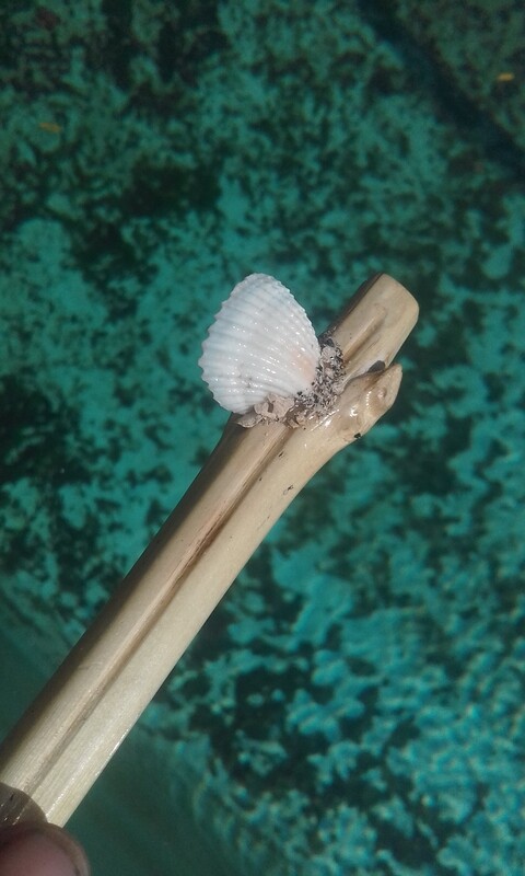 Shell Pipe