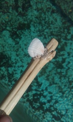 Shell Pipe