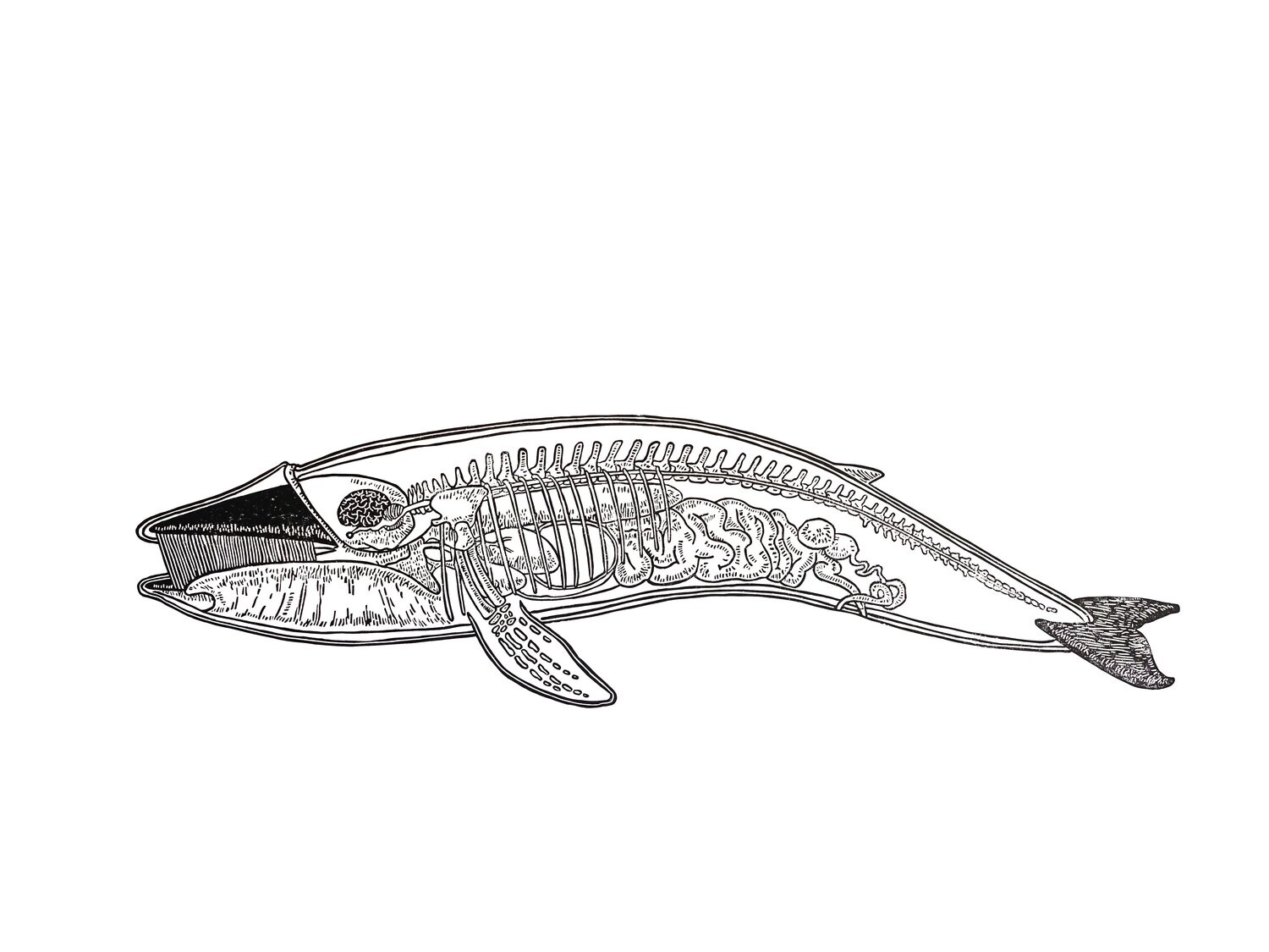 Anatomy of a whale