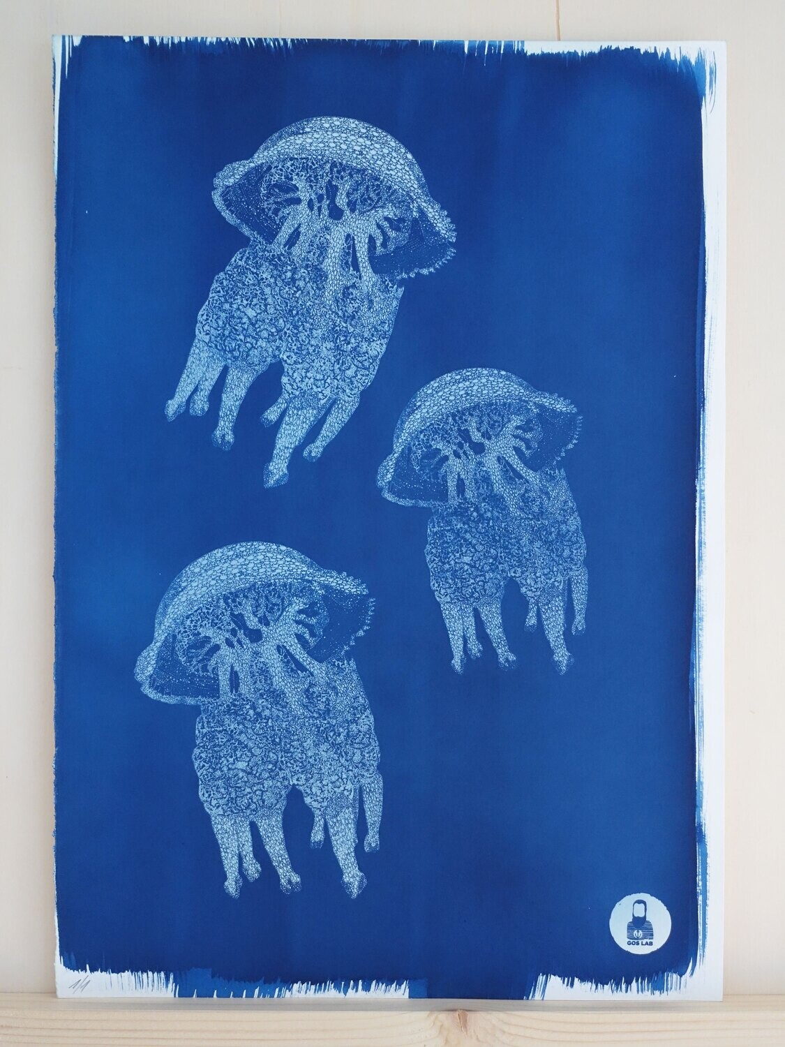 Three Jellyfish for Ocean