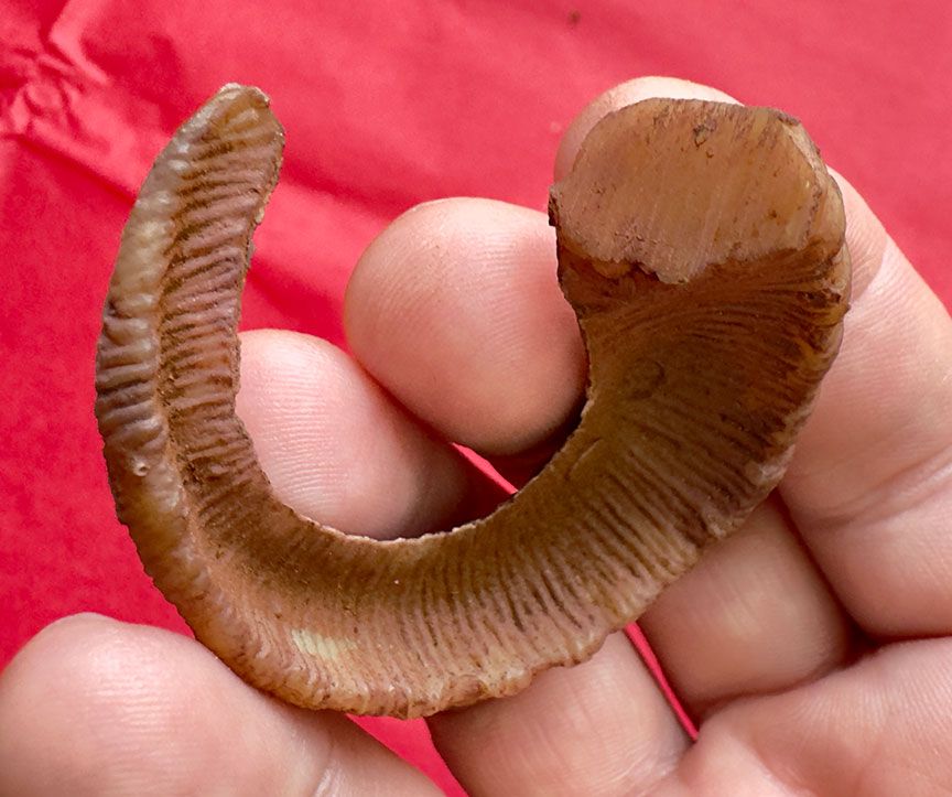 The Dark Crystal Resin Horn Aughra