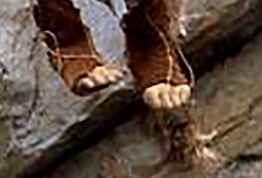 The Dark Crystal Jen Gelfling Feet/Toes