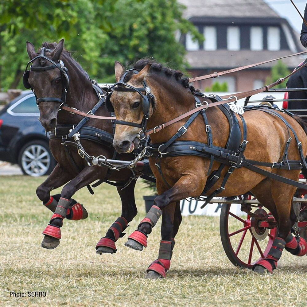 Zilco Classic Zweispännergeschirr Gr. Pony