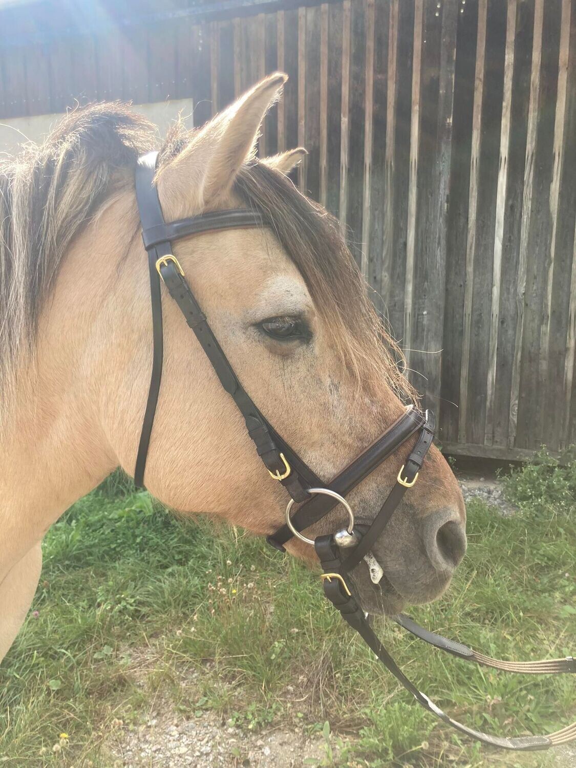 Trense Swarovski Gr. Cob, braun