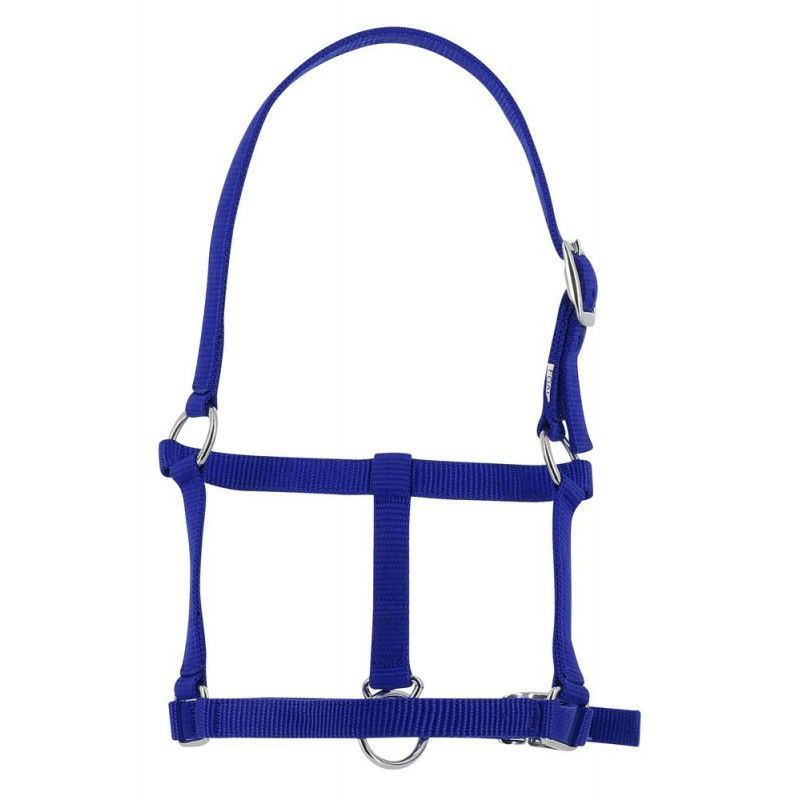 Fohlenhalfter blau