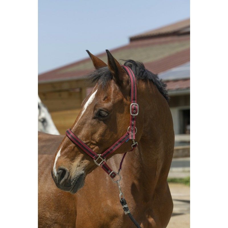 Pony Halfter schwarz-bordeux