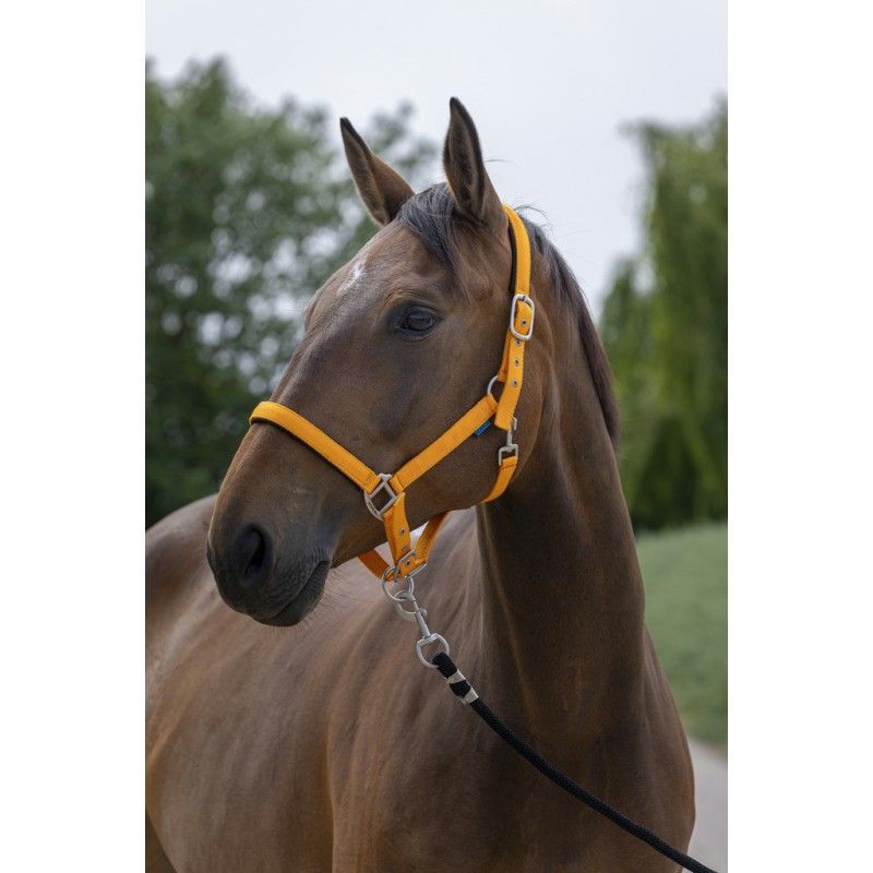 Cob Halfter orange