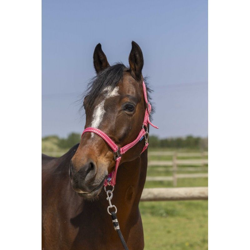 Halfter Groomer Gr. Full/WB rosa