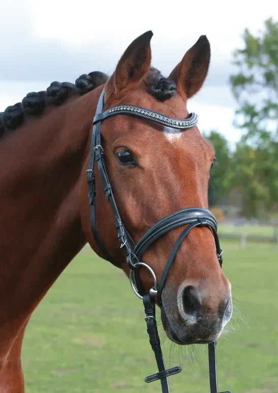 Hans Melzer Trense Badminton Gr. Cob schwarz-silber Hans Melzer Trense Badminton Gr. Cob schwarz-silber