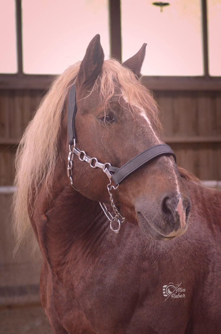 Ideal Kaltblut Kettenhalfter Gr. XFull Ideal Kaltblut Kettenhalfter Gr. XFull