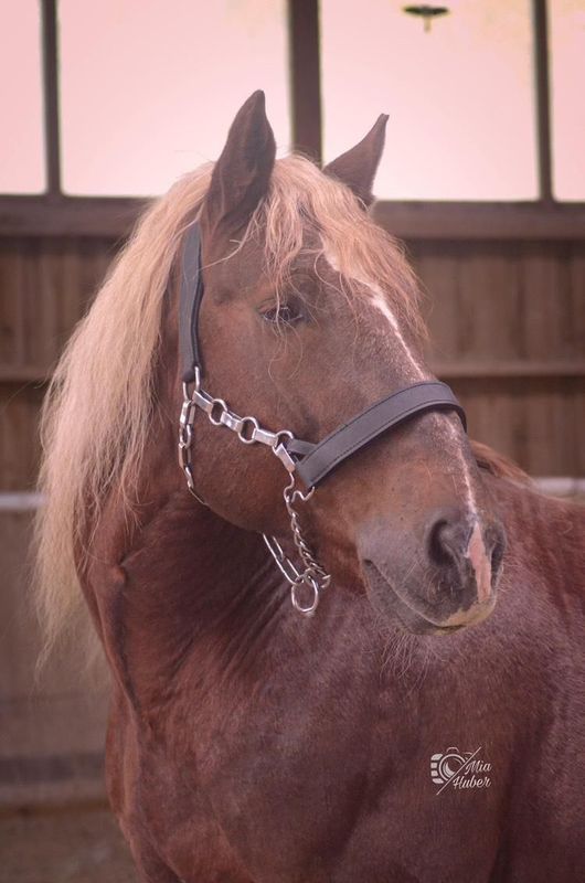 Ideal Kaltblut Kettenhalfter Gr. XFull Ideal Kaltblut Kettenhalfter Gr. XFull