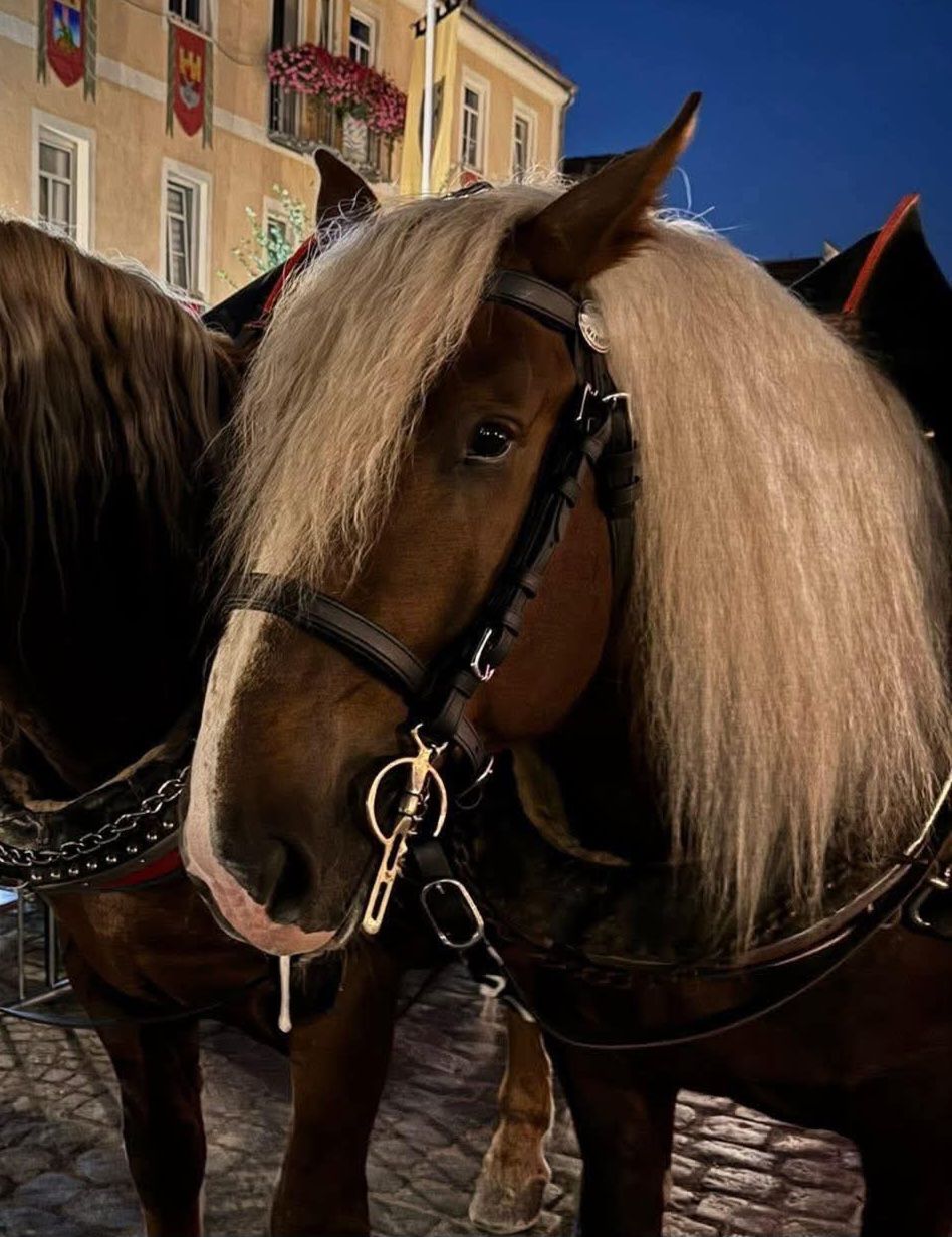 Ideal EuroTech Kopfstück ohne Scheuklappen Gr. XF schwarz