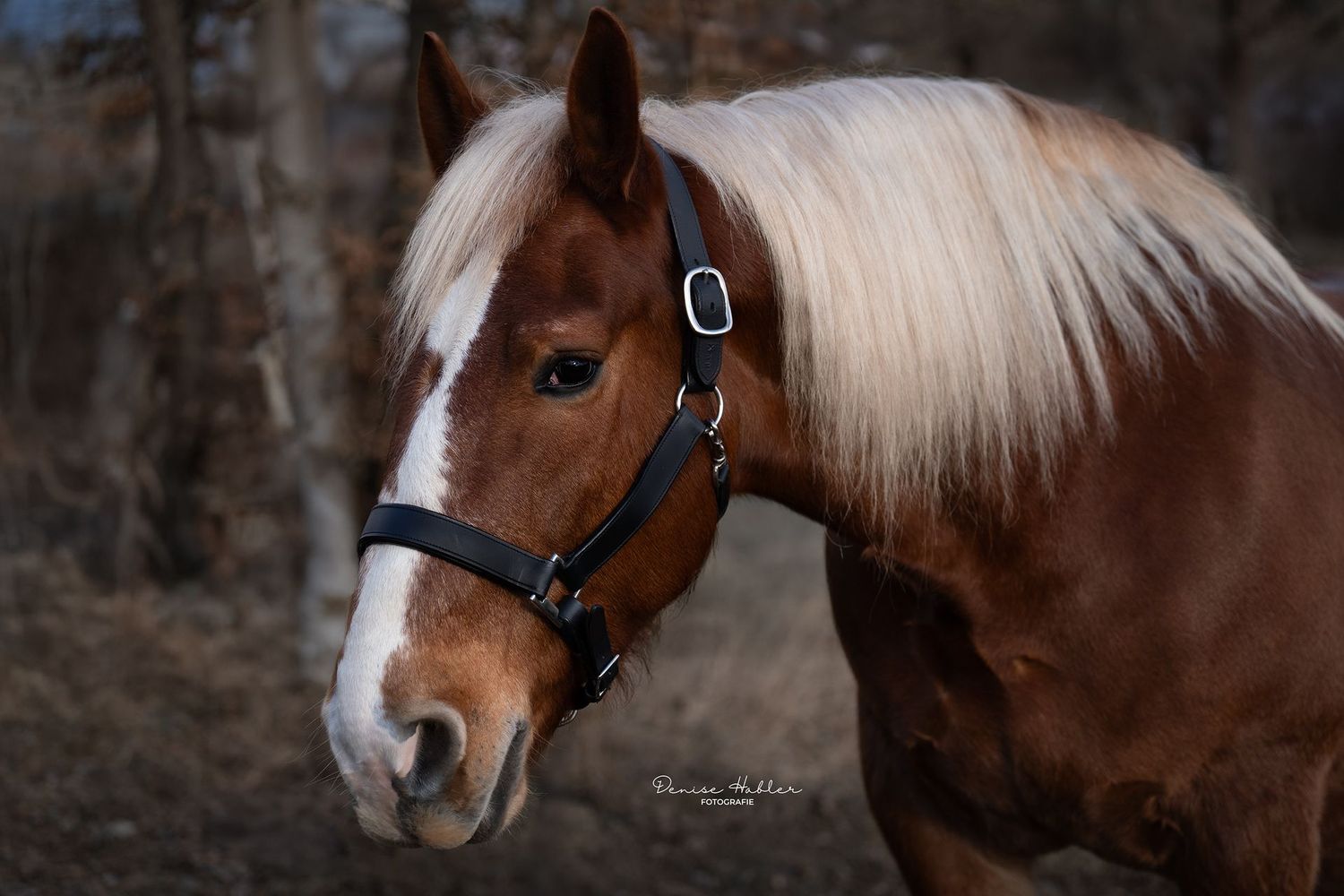 Full Lederhalfter schwarz Full Lederhalfter schwarz