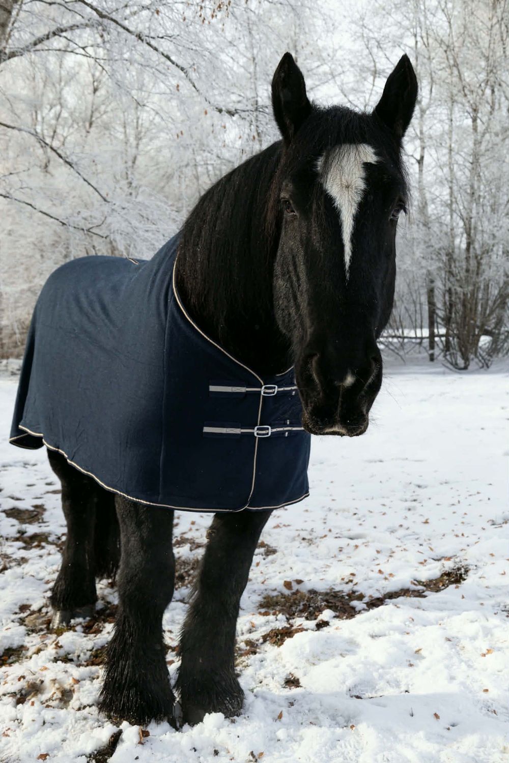 Kaltblut Abschwitzdecke 175 cm blau Kaltblut Abschwitzdecke 175 cm blau