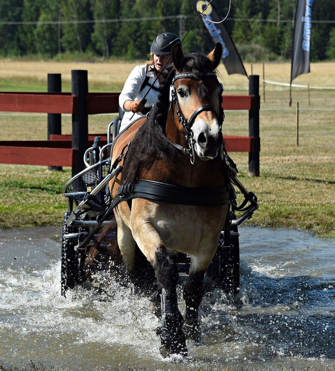 Ideal Marathon Einspännergeschirr Gr. XF schwarz Leder