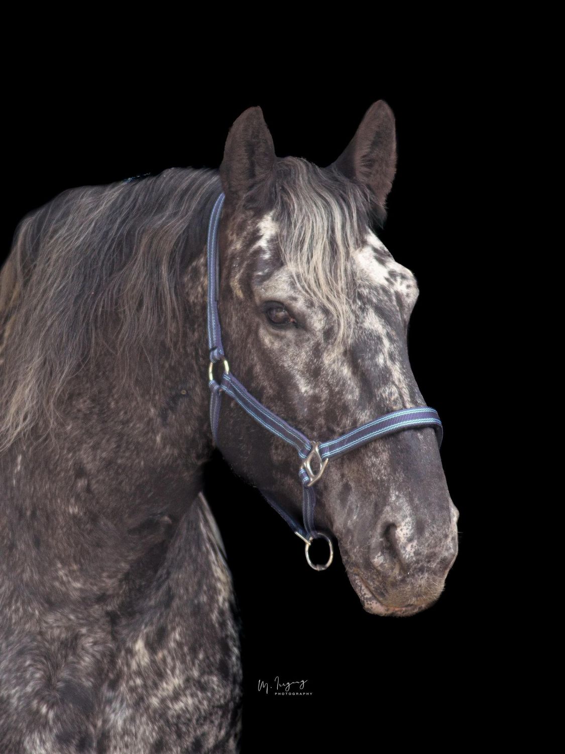 XFull Premium Halfter blau