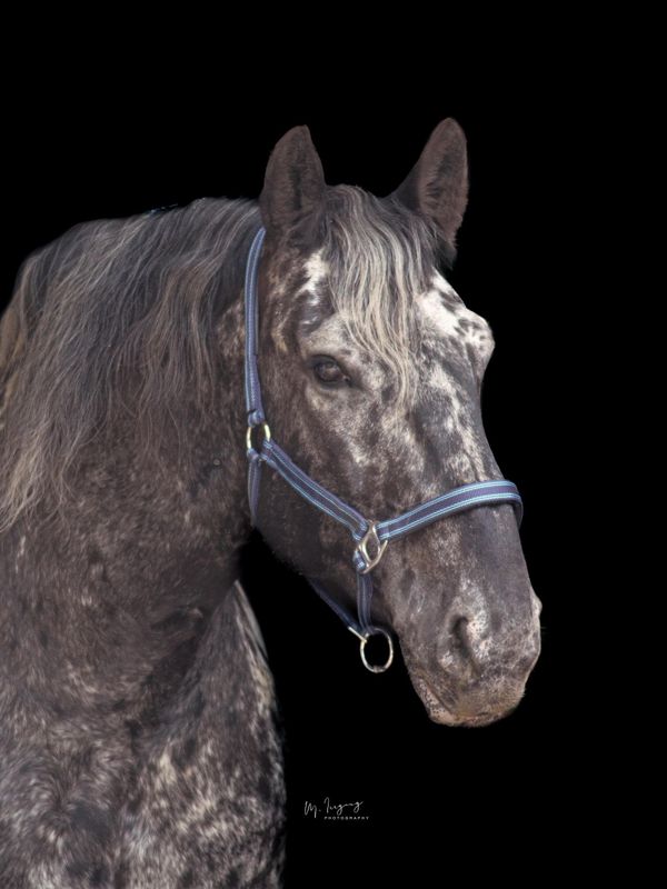 XFull Premium Halfter blau