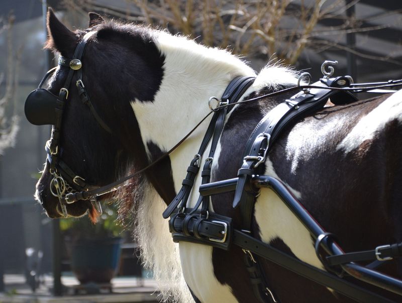 Ideal Euro Tech Einspännergeschirr XFull schwarz