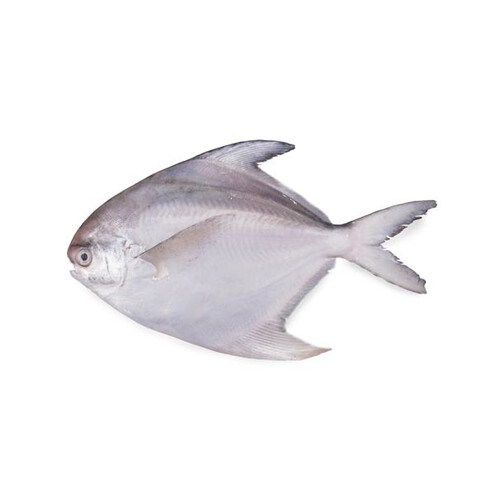 PAPLET FISH