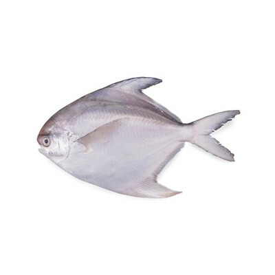 PAPLET FISH