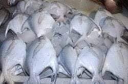 PAPLET FISH