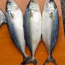BANGRA fish