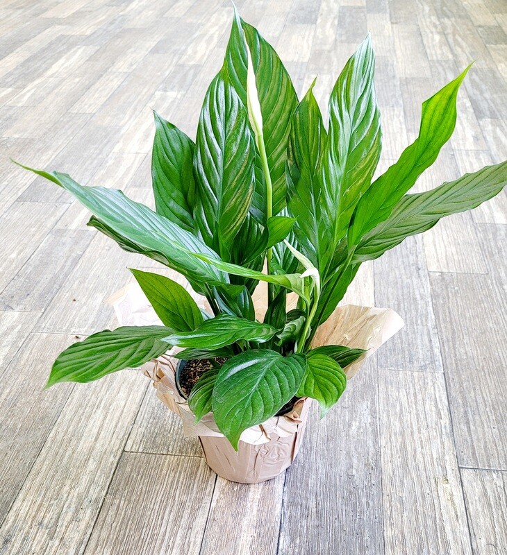 6" Peace Lily