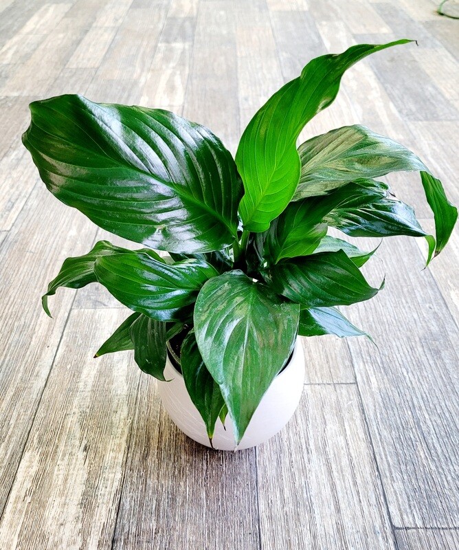 4" Peace Lily