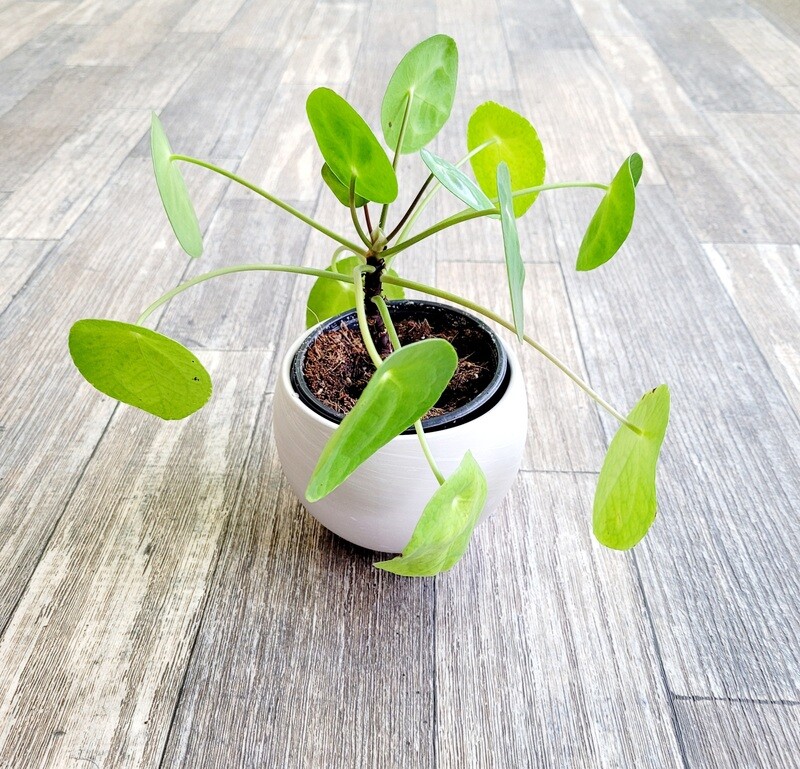 4" Pilea Pancake