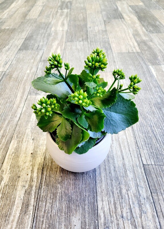 4" Kalanchoe
