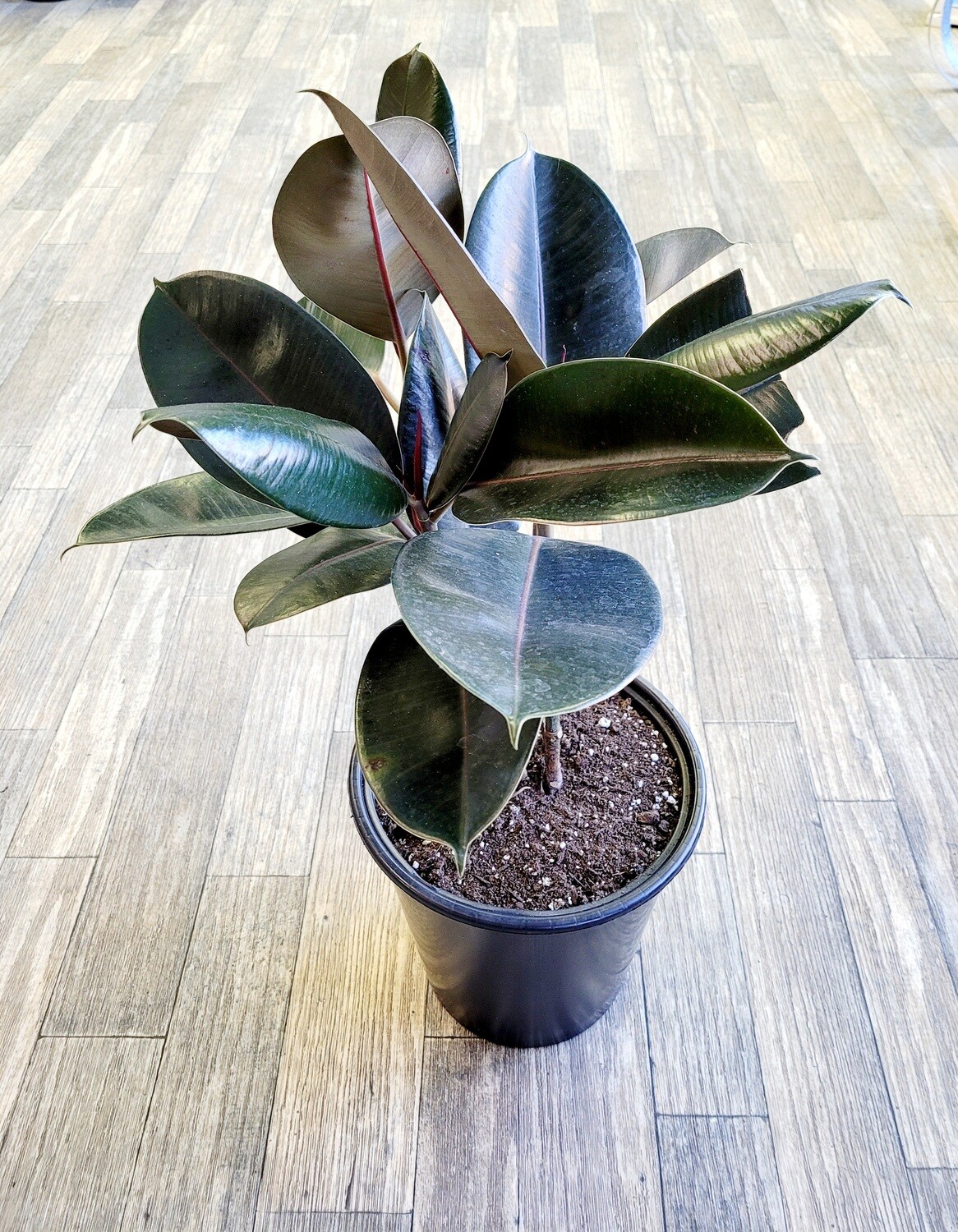 10" Ficus Burgundy