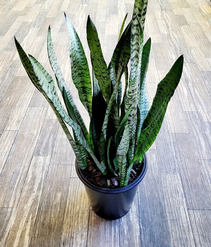 10" Snake Plant