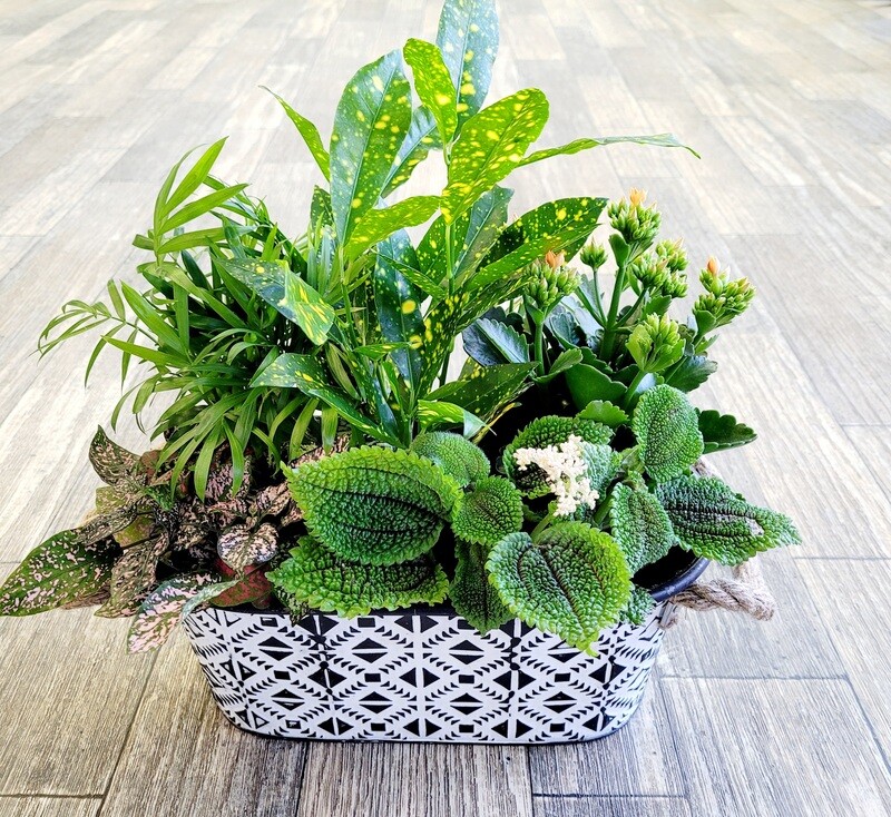 Dish Garden (Md)