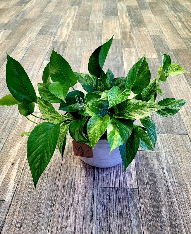 8" Marble Queen Pothos HB