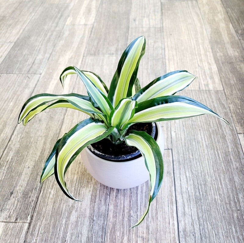 4" Dracena Dragon Tree
