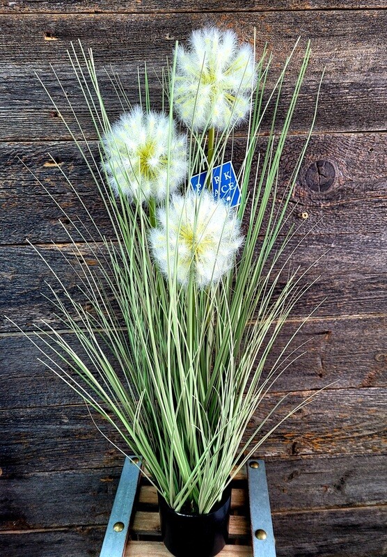 Potted Dandelion