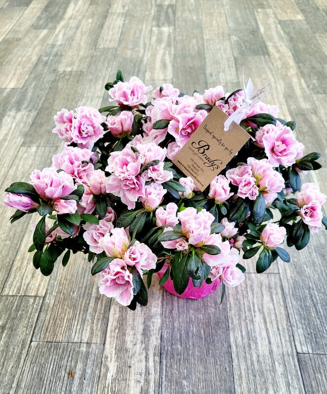 6" Azalea