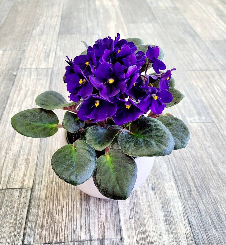 4" African Violet