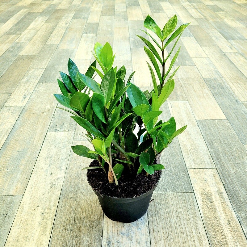 6" ZZ Plant