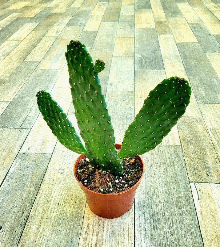 Road Kill Cactus