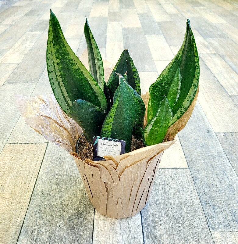 6" Snake Plant